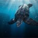 A tartaruga que aguenta pressão equivalente a 100 atmosferas nas profundezas e o que protege seus órgãos