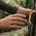 Esta lagarta parece inofensiva mas injeta neurotoxina que causa dor equivalente a um tiro — e vive em árvores urbanas