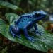 A rã azul da Amazônia tem toxina suficiente para derrubar um elefante e não sabe de onde vem esse poder