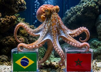 Polvo 'vidente' de SC faz previsão para a Copa de 2026 e crava resultado de Brasil x Marrocos