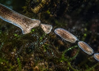 Este animal pode se clonar sozinho quando ameaçado e cada fragmento do corpo regenera um organismo completo