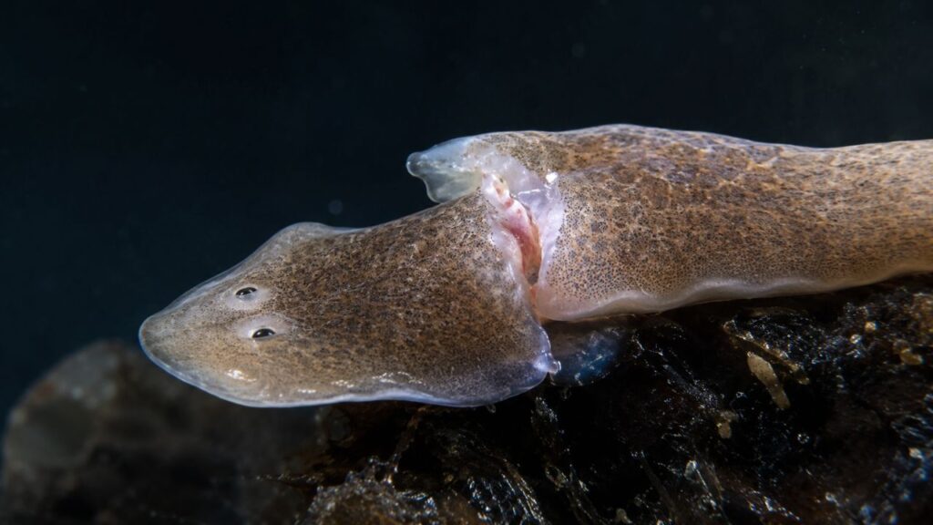 Este animal pode se clonar sozinho quando ameaçado e cada fragmento do corpo regenera um organismo completo