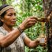 Esta árvore da Amazônia produz seu próprio veneno para afastar predadores e os indígenas a usam como antibiótico natural