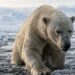 O urso-polar nada por 9 dias seguidos em águas geladas e o que acontece com seu metabolismo durante essa travessia