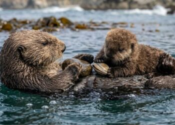 A lontra marinha que ensina filhotes por meses, usa ferramentas desde o nascimento e dorme de mãos dadas para não se perder do grupo durante a noite