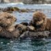 A lontra marinha que ensina filhotes por meses, usa ferramentas desde o nascimento e dorme de mãos dadas para não se perder do grupo durante a noite