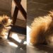 Abandonada pela mãe, gatinha com aparência incomum conquista milhões na internet