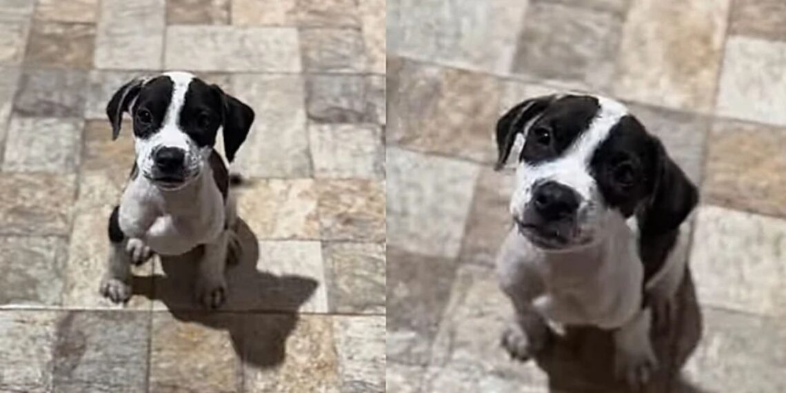 Mulher que não queria pet é "adotada" por filhote e se emociona