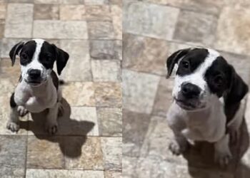 Mulher que não queria pet é "adotada" por filhote e se emociona