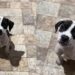 Mulher que não queria pet é "adotada" por filhote e se emociona