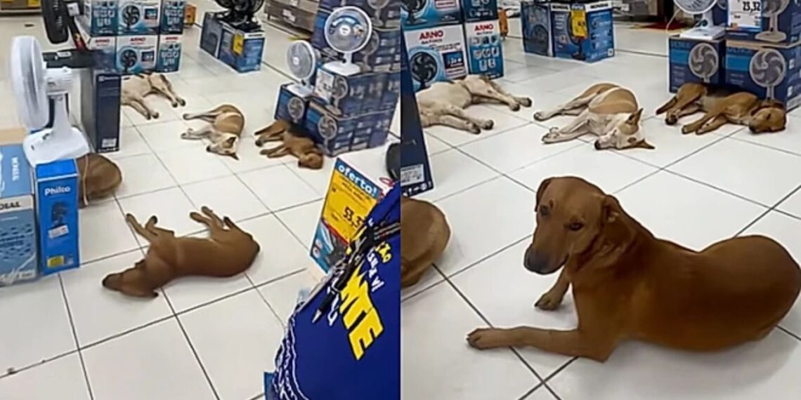 Caçulo e os cães que transformaram uma loja em ponto de encontro para a soneca perfeita