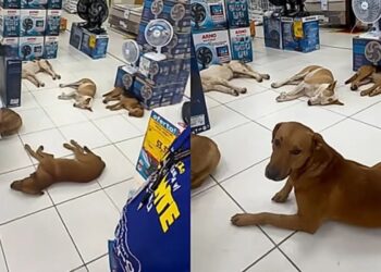 Caçulo e os cães que transformaram uma loja em ponto de encontro para a soneca perfeita