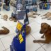 Caçulo e os cães que transformaram uma loja em ponto de encontro para a soneca perfeita