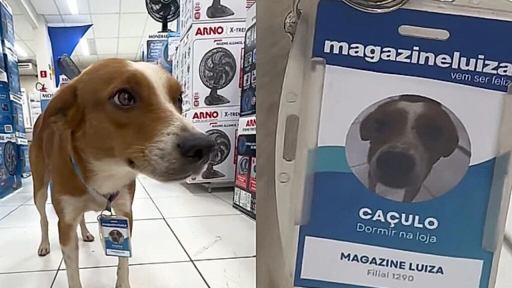 Caçulo e os cães que transformaram uma loja em ponto de encontro para a soneca perfeita