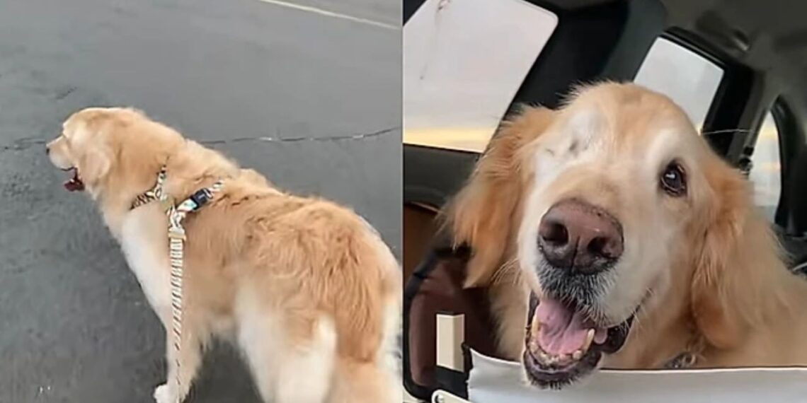 A emocionante história de Nando, o golden retriever que transformou uma simples caminhada em uma grande lição de amor