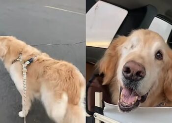 A emocionante história de Nando, o golden retriever que transformou uma simples caminhada em uma grande lição de amor