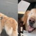 A emocionante história de Nando, o golden retriever que transformou uma simples caminhada em uma grande lição de amor