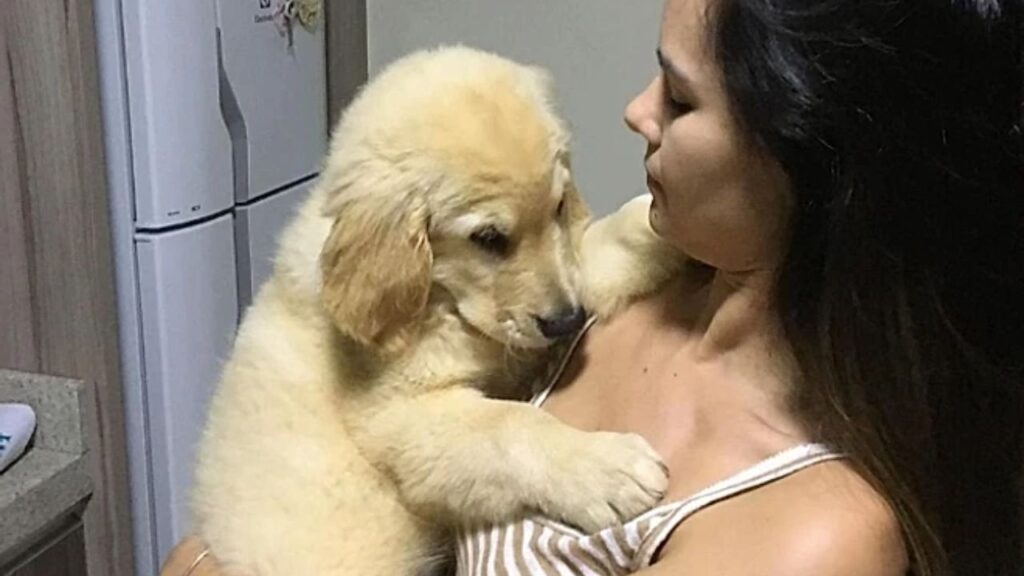 A emocionante história de Nando, o golden retriever que transformou uma simples caminhada em uma grande lição de amor