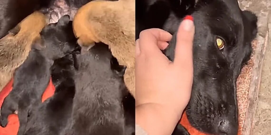 Cachorrinha de rua acolhe 10 filhotes órfãos e se torna mãe de uma família com 18 filhotes