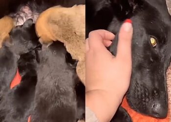 Cachorrinha de rua acolhe 10 filhotes órfãos e se torna mãe de uma família com 18 filhotes