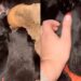 Cachorrinha de rua acolhe 10 filhotes órfãos e se torna mãe de uma família com 18 filhotes