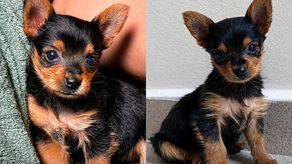 Beth, a “Yorkshire da Shopee”: a história da cachorrinha que surpreendeu a tutora e conquistou a família