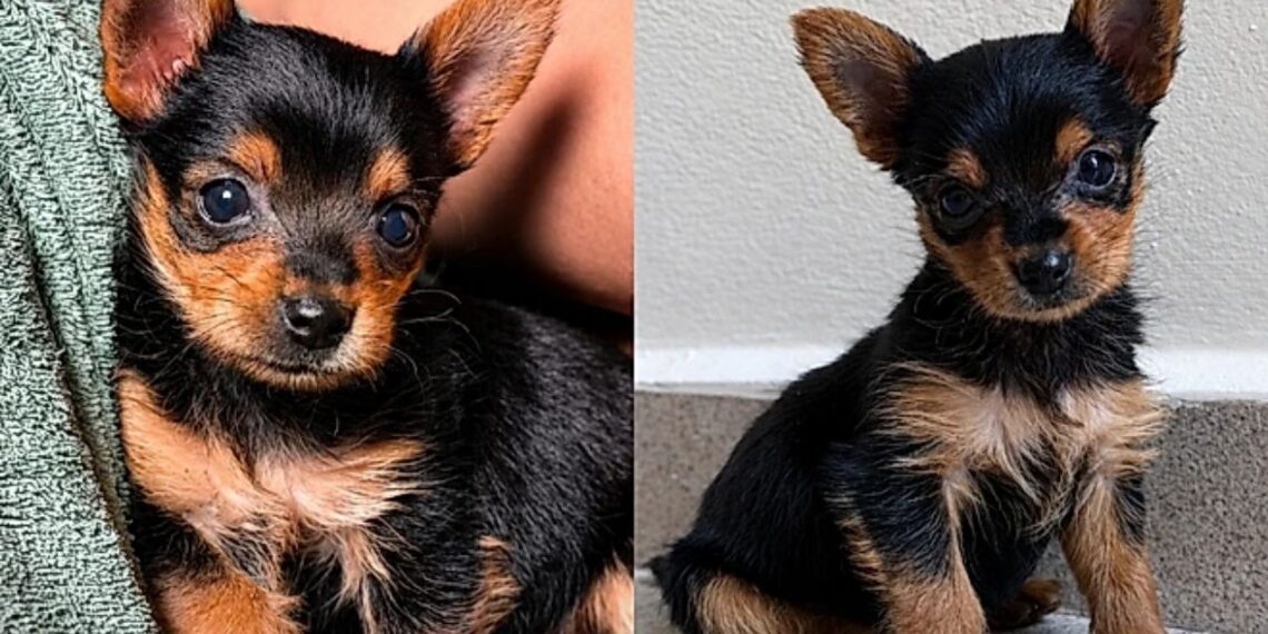 Beth, a “Yorkshire da Shopee”: a história da cachorrinha que surpreendeu a tutora e conquistou a família