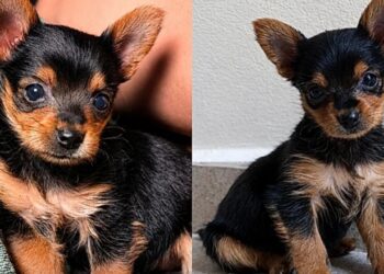 Beth, a “Yorkshire da Shopee”: a história da cachorrinha que surpreendeu a tutora e conquistou a família