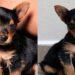 Beth, a “Yorkshire da Shopee”: a história da cachorrinha que surpreendeu a tutora e conquistou a família