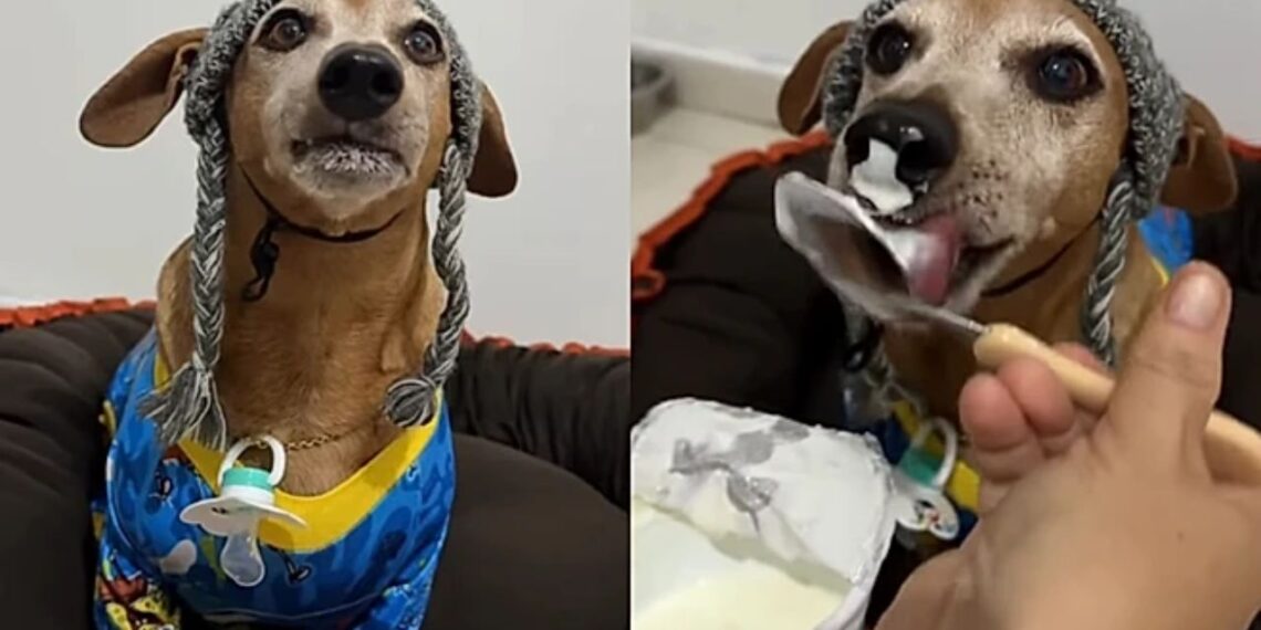 Xuxo, o dachshund de 10 anos que fingiu ser filhote e conquistou a internet com sua história divertida