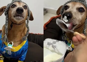 Xuxo, o dachshund de 10 anos que fingiu ser filhote e conquistou a internet com sua história divertida