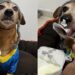 Xuxo, o dachshund de 10 anos que fingiu ser filhote e conquistou a internet com sua história divertida