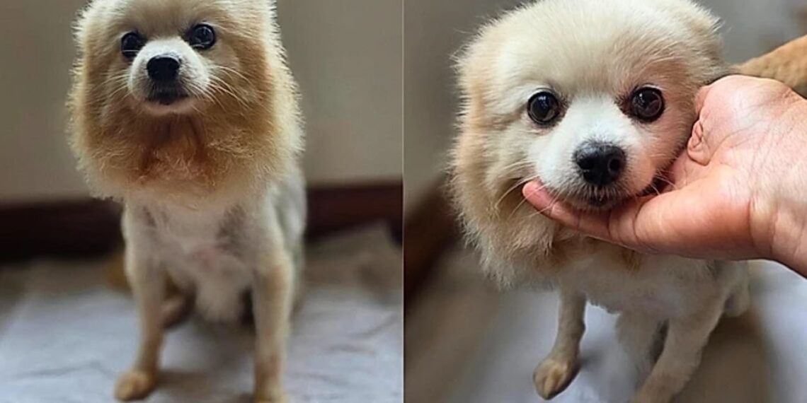Cachecol, a cadelinha trocada por uma geladeira, ganhou uma nova chance e emocionou milhares de pessoas