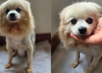 Cachecol, a cadelinha trocada por uma geladeira, ganhou uma nova chance e emocionou milhares de pessoas
