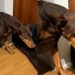 Doberma