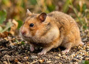 Este animal guarda alimento dentro do próprio corpo de uma forma surpreendente