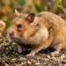 Este animal guarda alimento dentro do próprio corpo de uma forma surpreendente