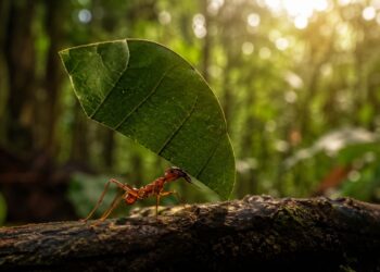 Este inseto da floresta amazônica consegue carregar até 50 vezes o próprio peso e a ciência ainda não entende como