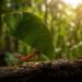 Este inseto da floresta amazônica consegue carregar até 50 vezes o próprio peso e a ciência ainda não entende como