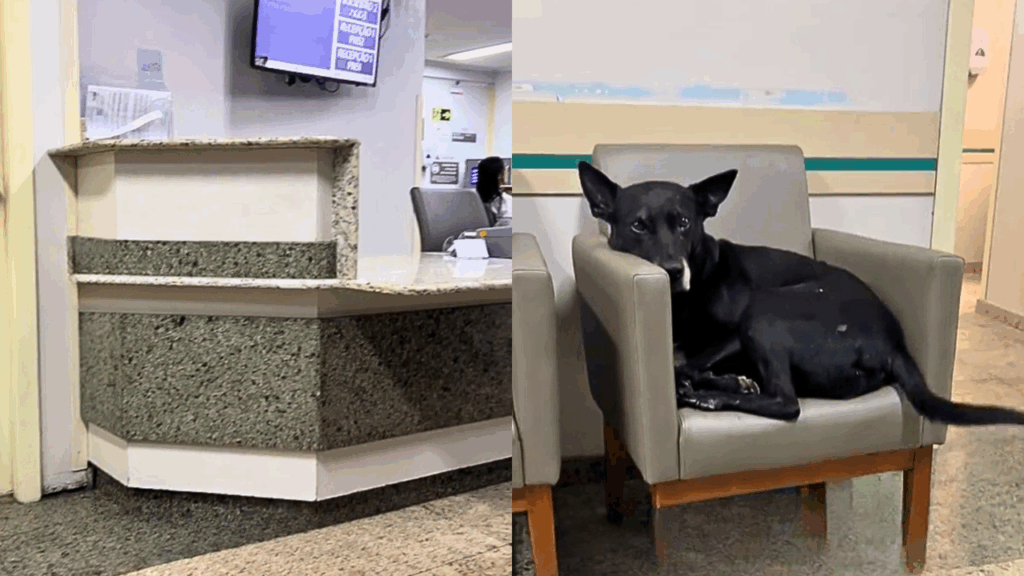 Cachorro encontra abrigo em hospital durante temporal e cena emocionante conquista milhares de pessoas