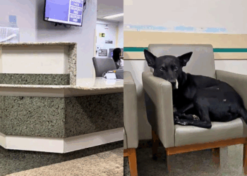 Cachorro encontra abrigo em hospital durante temporal e cena emocionante conquista milhares de pessoas