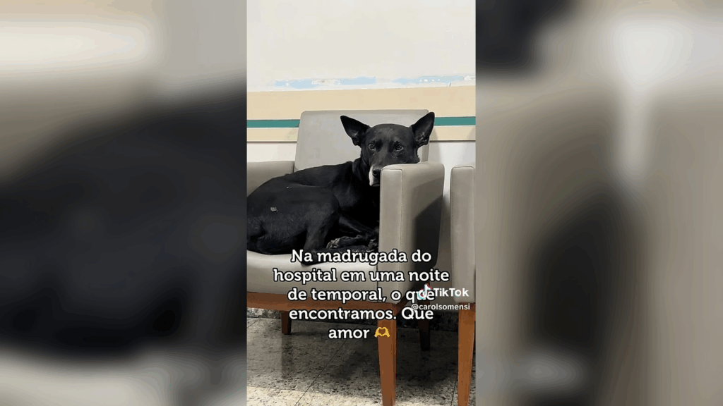 Cachorro encontra abrigo em hospital durante temporal e cena emocionante conquista milhares de pessoas