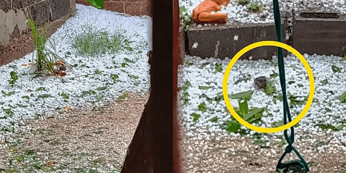 Mulher filmava uma tempestade de granizo quando encontrou um passarinho lutando pela vida