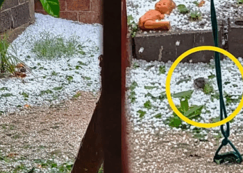 Mulher filmava uma tempestade de granizo quando encontrou um passarinho lutando pela vida