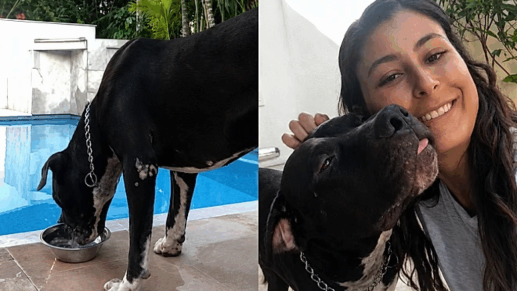 A história de Cafu, o pitbull que entrou em uma casa para beber água e acabou mudando muitas vidas