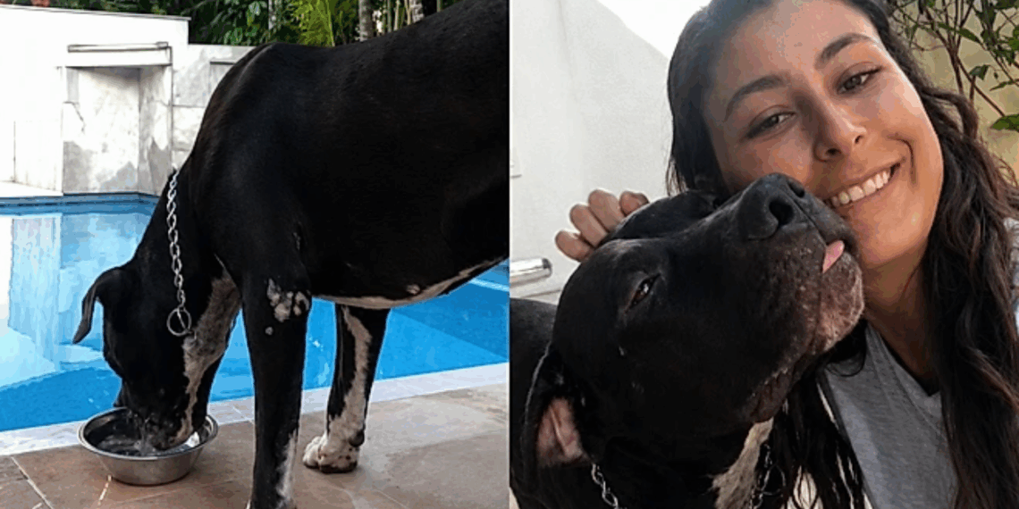 A história de Cafu, o pitbull que entrou em uma casa para beber água e acabou mudando muitas vidas