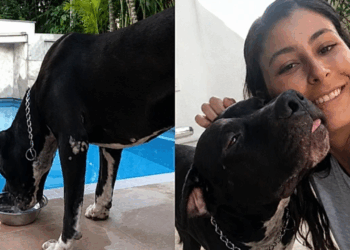 A história de Cafu, o pitbull que entrou em uma casa para beber água e acabou mudando muitas vidas