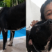 A história de Cafu, o pitbull que entrou em uma casa para beber água e acabou mudando muitas vidas