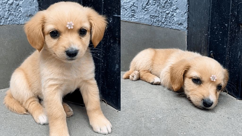 A história da cachorrinha que parecia uma golden retriever, mas surpreendeu toda a família ao crescer