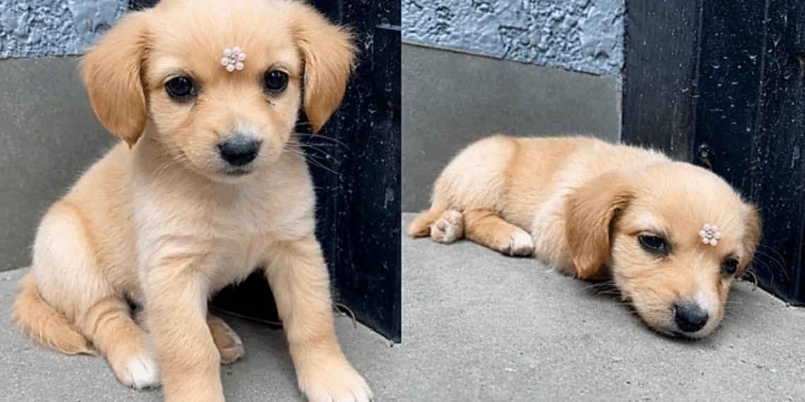 A história da cachorrinha que parecia uma golden retriever, mas surpreendeu toda a família ao crescer